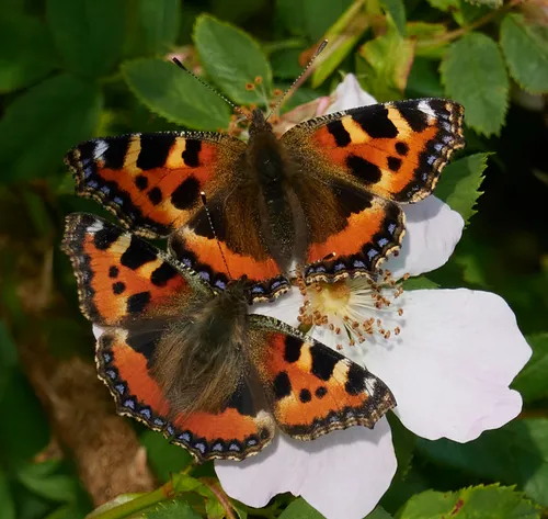 The image shows a close-up still life photograph featuring two tortoiseshell butterflies resting on a pale pink wild rose flower, surrounded by green foliage. Captured in the late afternoon during the summer season, the photograph highlights the vibrant patterns and colors on the wings of these insects. As representatives of the animal kingdom, the butterflies are the main subject of the image and are seen feeding from the flower, demonstrating the interaction between insects and their natural habitat. The scene is detailed and natural, with no recognizable landmarks present in the composition.